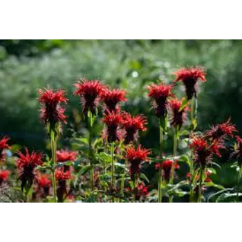 Red Garden Flower